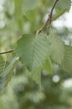 Alnus incana mehrstämmig