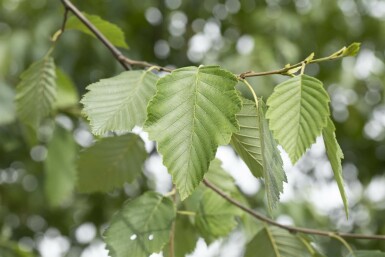 Alnus incana mehrstämmig