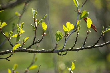 Alnus incana mehrstämmig 200-250