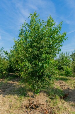 Alnus spaethii mehrstämmig