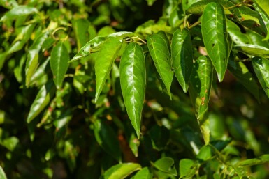 Alnus spaethii mehrstämmig