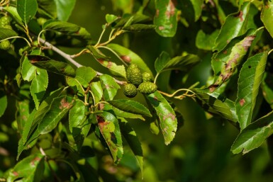 Alnus spaethii mehrstämmig 200-250