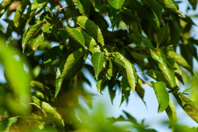 Alnus spaethii mehrstämmig 200-250