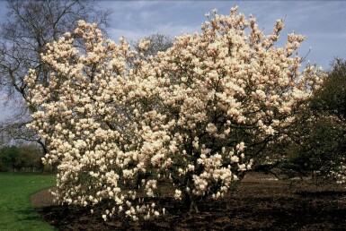 Magnolia soulangeana