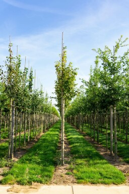 Amelanchier arborea 'Robin Hill' hochstamm