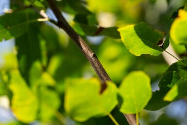 Amelanchier arborea 'Robin Hill' hochstamm