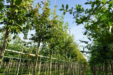 Amelanchier arborea 'Robin Hill' hochstamm 6/8