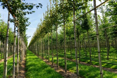 Amelanchier arborea 'Robin Hill' hochstamm 6/8