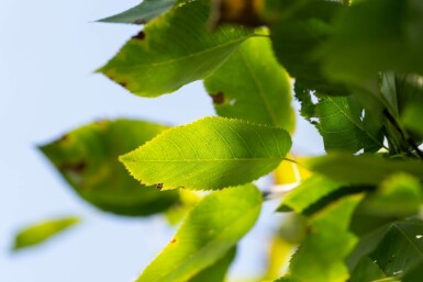 Amelanchier arborea 'Robin Hill' hochstamm 6/8