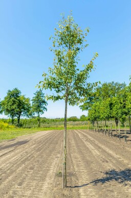 Amelanchier arborea 'Robin Hill' hochstamm 6/8