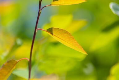 Amelanchier arborea 'Robin Hill' hochstamm 6/8