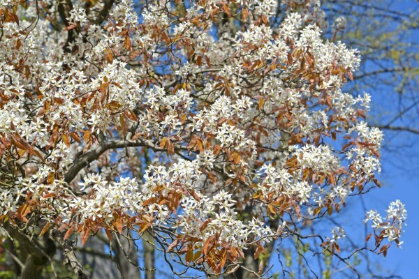 Amelanchier canadensis