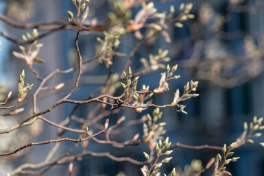 Amelanchier canadensis hochstamm