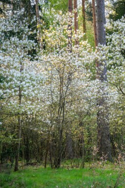 Amelanchier canadensis mehrstämmig