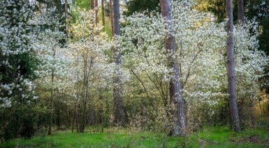 Amelanchier canadensis mehrstämmig