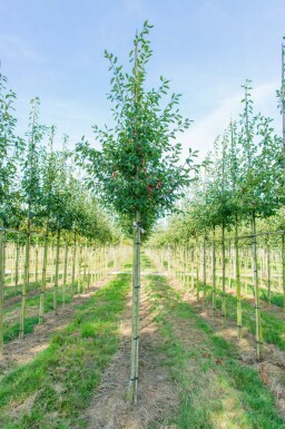 Amelanchier laevis 'Ballerina' hochstamm