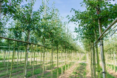 Amelanchier laevis 'Ballerina' hochstamm 4/6