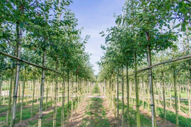 Amelanchier laevis 'Ballerina' hochstamm 4/6