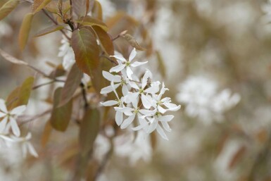 Amelanchier laevis 'Ballerina' hochstamm 4/6