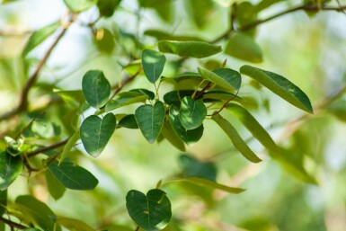 Amelanchier lamarckii