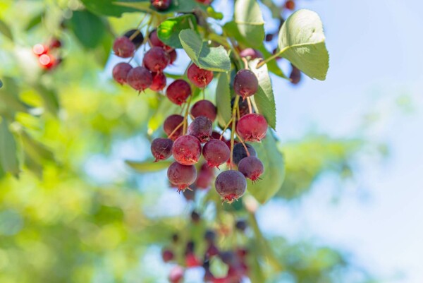 Amelanchier lamarckii