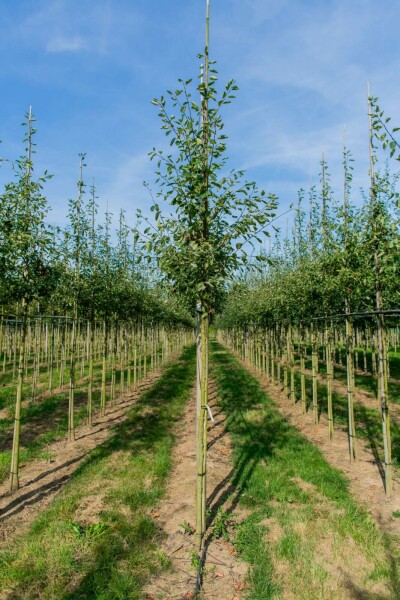 Amelanchier lamarckii hochstamm 4/6