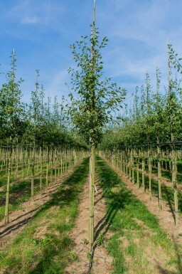 Amelanchier lamarckii hochstamm spil 150-175