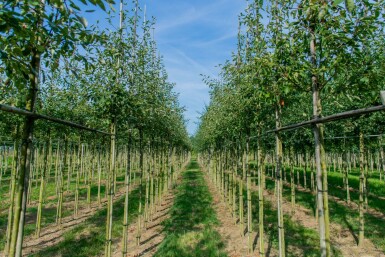 Amelanchier lamarckii hochstamm spil 150-175