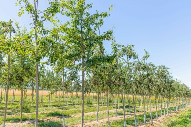 Amelanchier lamarckii hochstamm spil 150-175