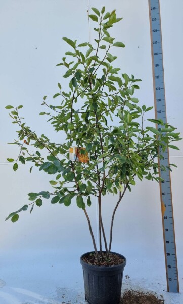 Amelanchier lamarckii mehrstämmig 200-250