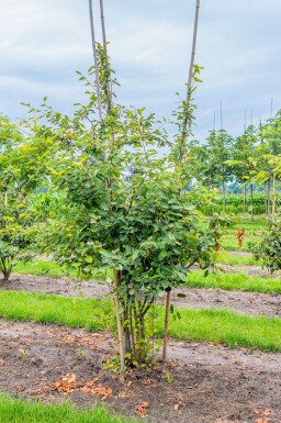 Amelanchier lamarckii mehrstämmig 200-250