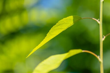 Amelanchier lamarckii mehrstämmig 200-250