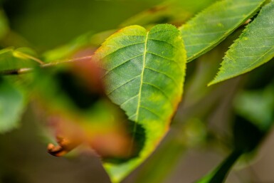 Amelanchier lamarckii mehrstämmig 200-250