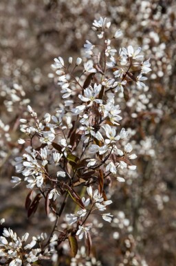 Amelanchier lamarckii mehrstämmig 200-250