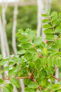 Aralia elata