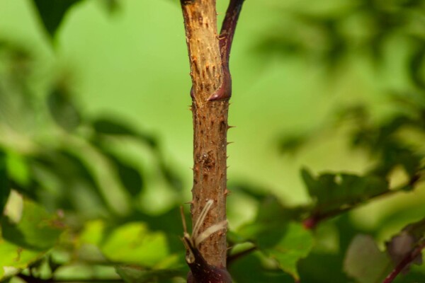 Aralia elata