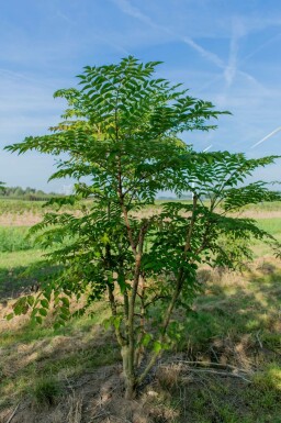 Aralia elata mehrstämmig 200-250