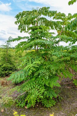 Aralia elata mehrstämmig