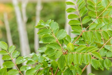 Aralia elata mehrstämmig 200-250