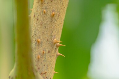 Aralia elata mehrstämmig 200-250