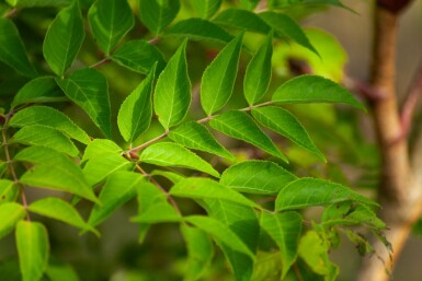 Aralia elata mehrstämmig 200-250