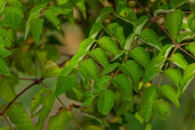 Aralia elata mehrstämmig 200-250