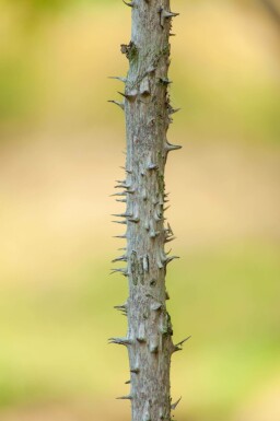 Aralia elata mehrstämmig 200-250