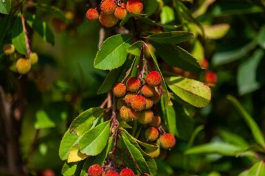 Arbutus unedo