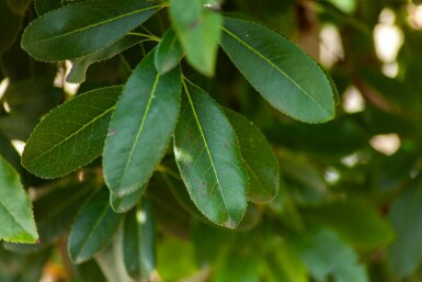 Arbutus unedo hochstamm