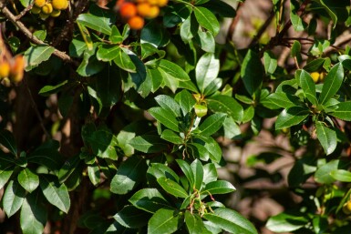 Arbutus unedo hochstamm 10/12