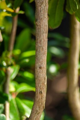 Arbutus unedo hochstamm 10/12