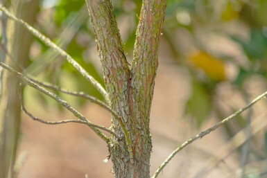 Arbutus unedo hochstamm 10/12