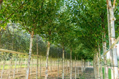 Betula albosinensis