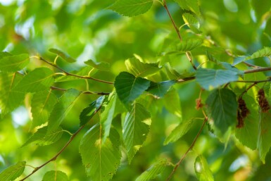 Betula albosinensis